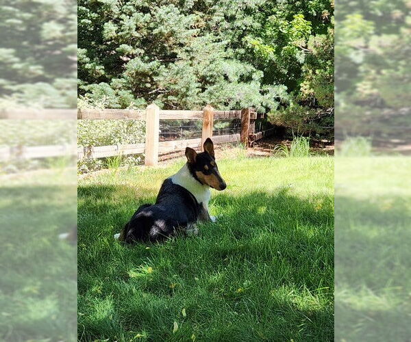 Medium Photo #2 Collie Puppy For Sale in Pueblo West, CO, USA