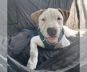 Apricot - Male American Pit Bull Terrier-Unknown Mix Dog for Adoption - Photo #7