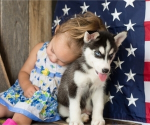 Siberian Husky Puppy for sale in CHARLOTTE, NC, USA