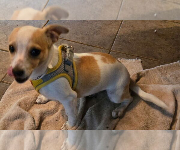 Medium Photo #3 Chihuahua-Unknown Mix Puppy For Sale in San Antonio, TX, USA