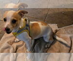 Small #2 Chihuahua Mix