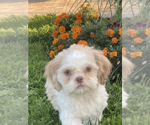 Shih Tzu Puppy for Sale in CANOGA, New York USA