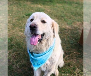Great Pyrenees-Unknown Mix Dogs for adoption in San Antonio, TX, USA