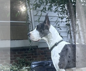 Mother of the Great Dane puppies born on 08/30/2025