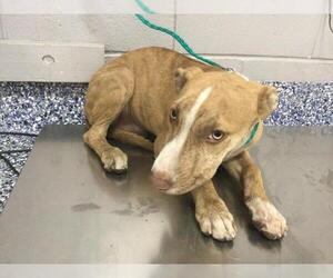 Labrador Retriever-Unknown Mix Dogs for adoption in Riverside, CA, USA