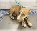 BUZZ - Male Labrador Retriever-Unknown Mix Dog for Adoption - Small photo