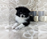 Small #5 Pomeranian