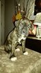 Small Photo #13 Boxer Puppy For Sale in KENNEWICK, WA, USA