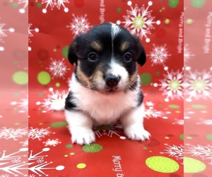 American Corgi Puppy for sale in FAIRBANK, IA, USA