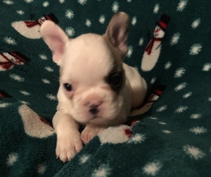 French Bulldog Puppy for sale in GLOUSTER, OH, USA