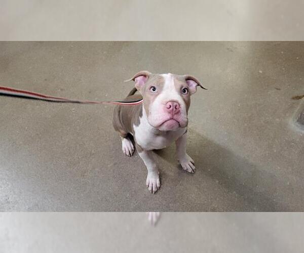 Medium Photo #1 American Pit Bull Terrier Puppy For Sale in Aurora, IL, USA