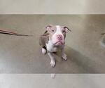 Small American Pit Bull Terrier