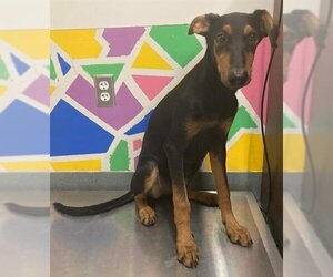 Doberman Pinscher Dogs for adoption in Baytown, TX, USA