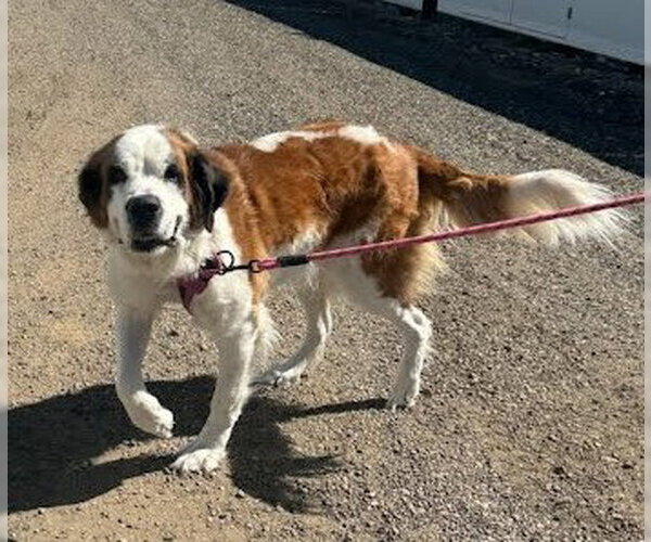 Medium Photo #4 Saint Bernard-Unknown Mix Puppy For Sale in Tabernash, CO, USA