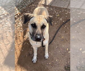 Marcus (Courtest post) - Male Black Mouth Cur-Unknown Mix Dog for Adoption - Photo #4