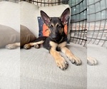 Small #1 German Shepherd Dog
