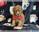 Small #3 Cavapoo