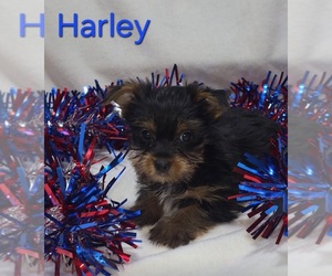 Yorkshire Terrier Puppy for sale in AZLE, TX, USA