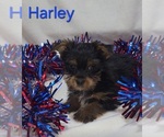 Image preview for Ad Listing. Nickname: Harley