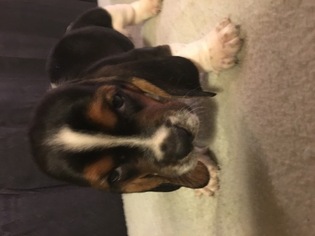 Basset Hound Puppy for sale in TAYLORS, SC, USA