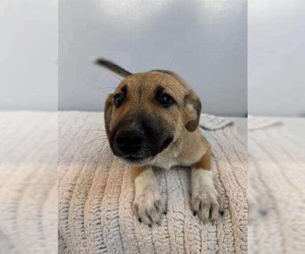 Medium Photo #1 German Shepherd Dog-Unknown Mix Puppy For Sale in San Martin, CA, USA