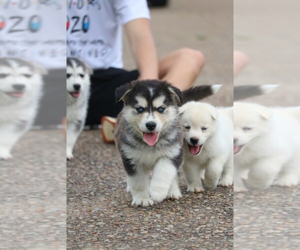 Medium Photo #14 Labrador Retriever-Siberian Husky Mix Puppy For Sale in WOODFORD, VA, USA