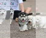 Small Photo #14 Labrador Retriever-Siberian Husky Mix Puppy For Sale in WOODFORD, VA, USA