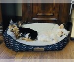 Small Photo #3 Yorkshire Terrier Puppy For Sale in FRESNO, CA, USA