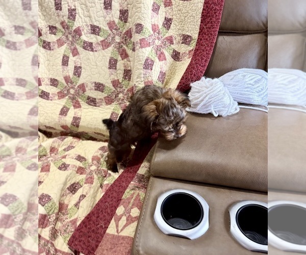 Medium Photo #2 Morkie Puppy For Sale in CASSVILLE, MO, USA