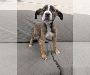 Mutt Dogs for adoption in Muskegon, MI, USA