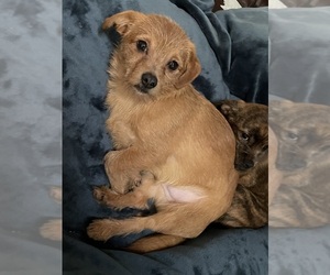 Schweenie Dog for Adoption in MAHWAH, New Jersey USA
