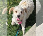 Small #1 Norfolk Terrier Mix