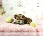Small #2 Morkie
