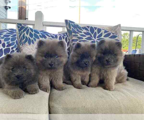 Medium Photo #6 Chow Chow Puppy For Sale in EFFINGHAM, SC, USA