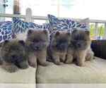 Small #5 Chow Chow