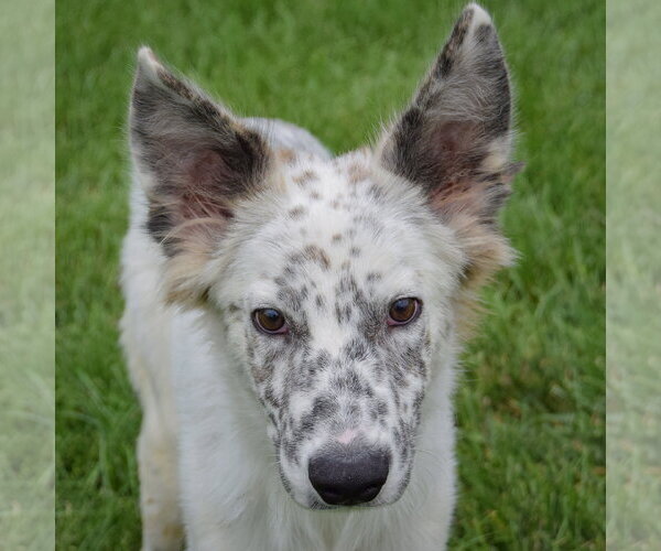 Medium Photo #6 Australian Shepherd Puppy For Sale in Huntley, IL, USA