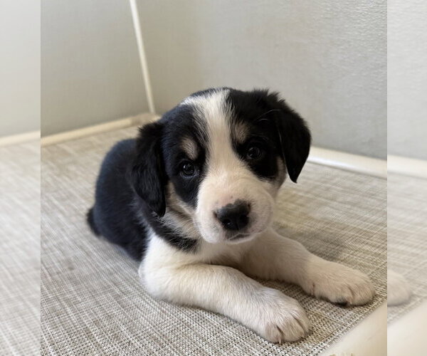 Medium Photo #1 Borador Puppy For Sale in Bolivar, MO, USA