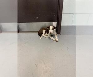 American Pit Bull Terrier-Unknown Mix Dogs for adoption in Corpus Christi, TX, USA