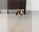 Small American Pit Bull Terrier Mix