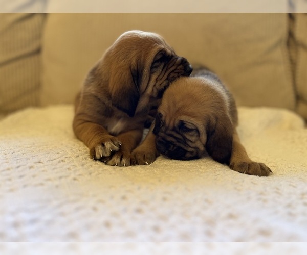 Medium Photo #2 Bloodhound Puppy For Sale in CROSSVILLE, AL, USA