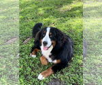 Small #2 Bernese Mountain Dog