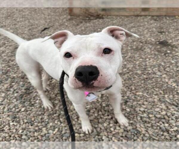 Medium Photo #2 Mutt Puppy For Sale in Fort Collins, CO, USA