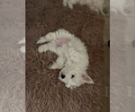 Small Photo #3 Maltipoo Puppy For Sale in GLENDALE, AZ, USA