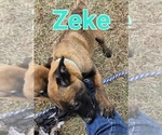 Small Photo #10 Belgian Malinois Puppy For Sale in HOYT, KS, USA