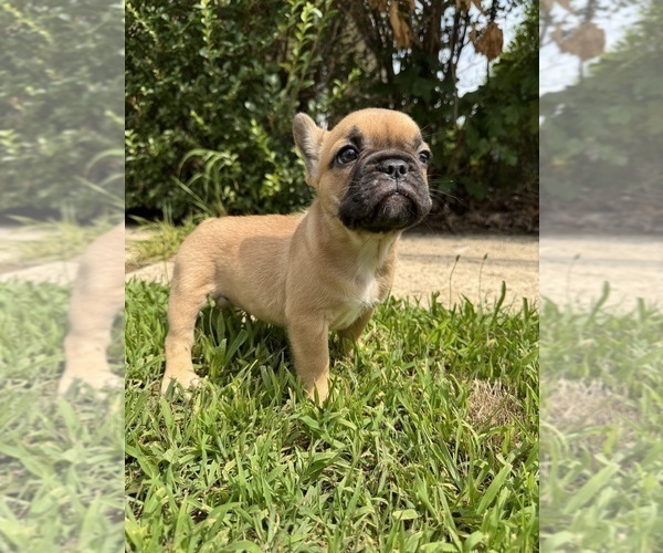 Medium Photo #3 French Bulldog Puppy For Sale in SAYREVILLE, NJ, USA