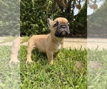 Small #2 French Bulldog