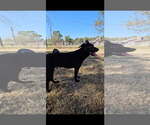 Small #2 Dutch Shepherd -German Shepherd Dog Mix