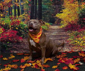 Mutt Dogs for adoption in Sanford, FL, USA