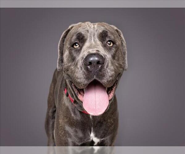 Medium Photo #2 Mutt Puppy For Sale in Las Vegas, NV, USA