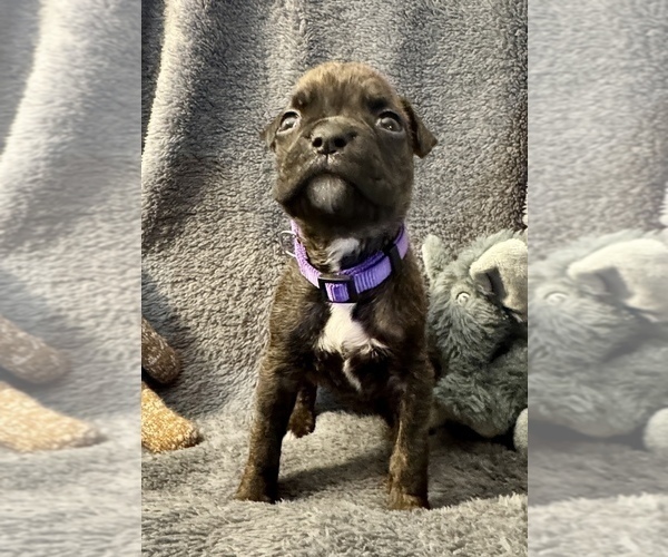 Medium Photo #12 Boxer Puppy For Sale in LANSING, MI, USA